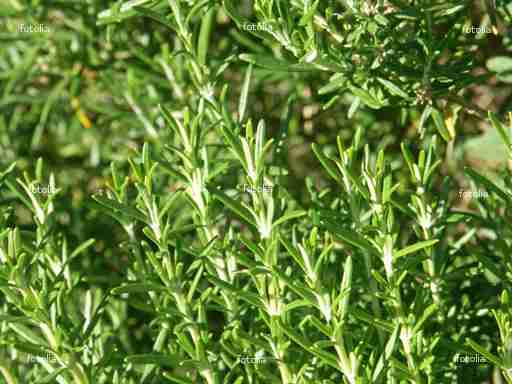 Aromatiques Pépinière Léla